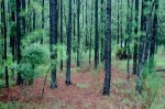 【栃木観光】県林業公開デー