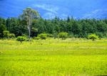 【栃木観光】日光夏の新そばまつり