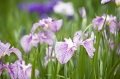 【栃木観光】あしかがフラワーパーク　菖蒲と紫陽花