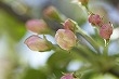 花の名所　八幡山公園